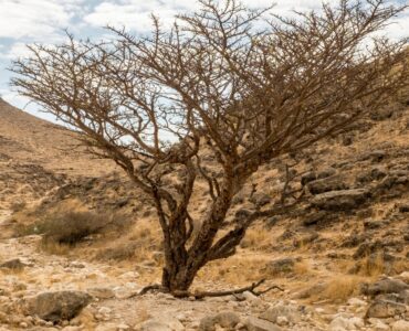 Czym różni się Salalah od Maskatu?