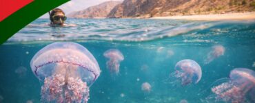 Czy w Omanie są meduzy?