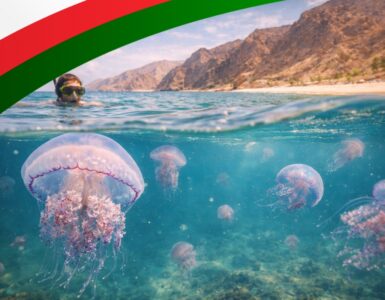 Czy w Omanie są meduzy?