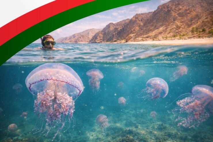 Czy w Omanie są meduzy?