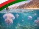 Czy w Omanie są meduzy?